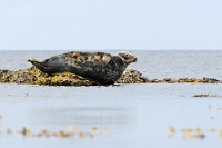 43412 Halichoerus grypus (Foca grigia)